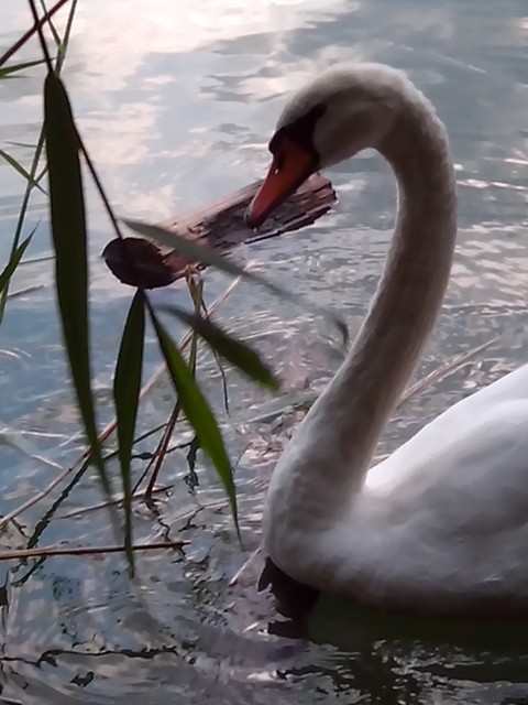 Image for Kreidebergsee 2014-61 Schwan