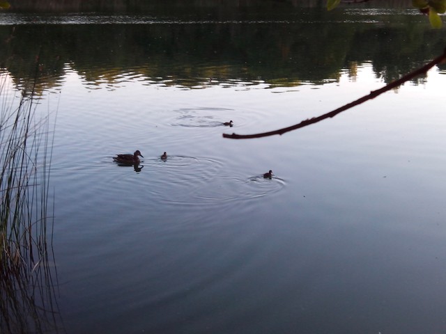 Image for Kreidebergsee 2014-68 Enten