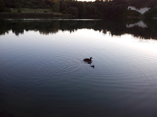 Image for Kreidebergsee 2014-70 Enten