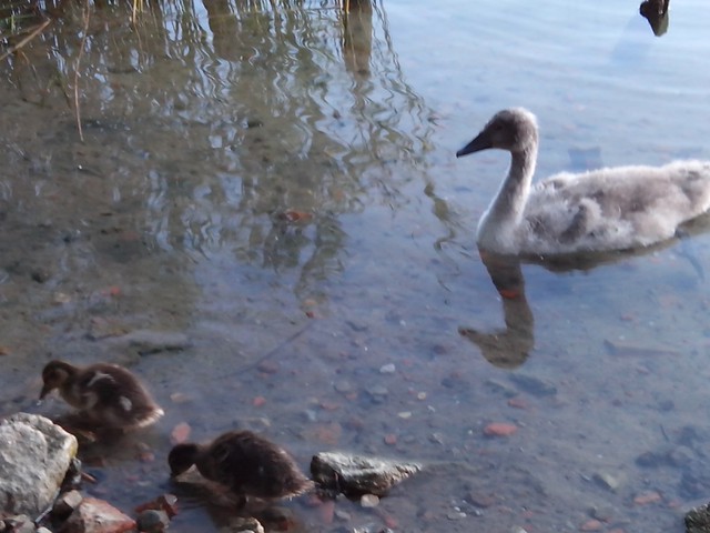 Image for Kreidebergsee 2014-78 Junger Schwan und junge Enten