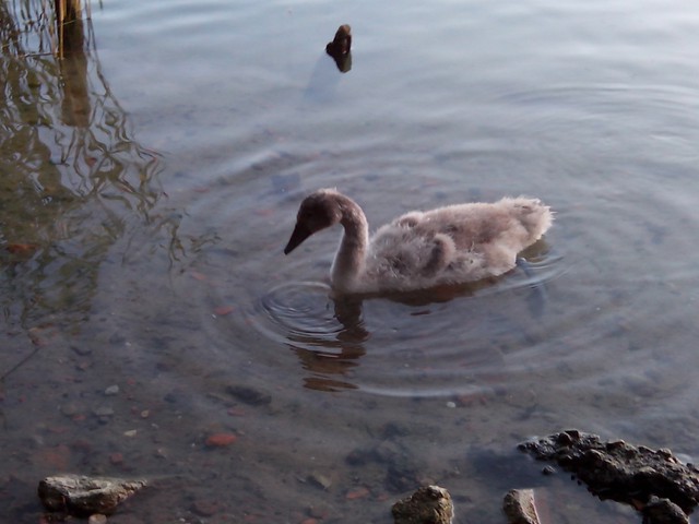 Image for Kreidebergsee 2014-84 Junger Schwan