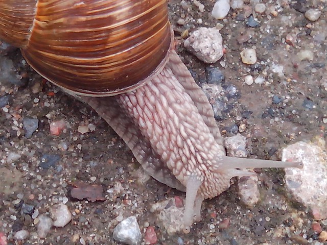 Image for Kreidebergsee 2014-92 Schnecke