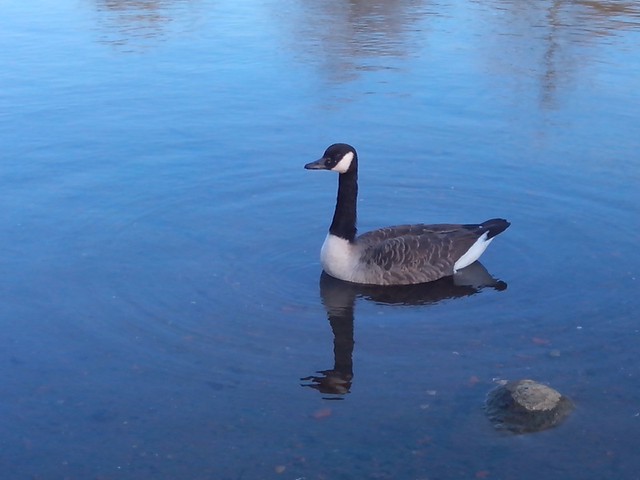 Image for Kreidebergsee 2014-99 Wildgans