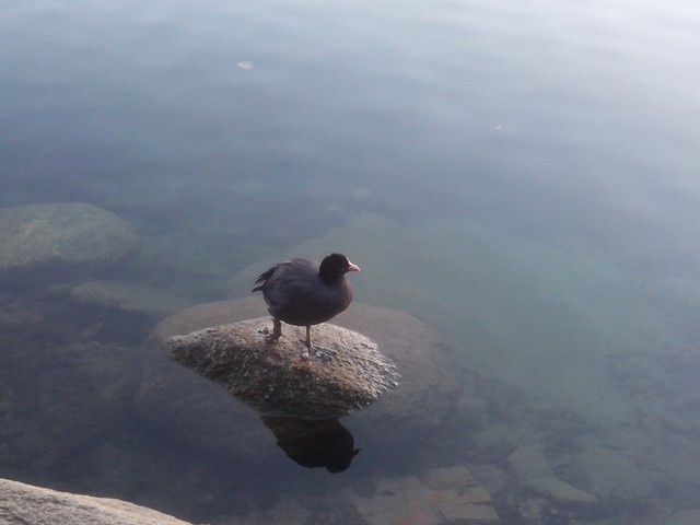 Image for Kreidebergsee 2015-16 Blässhuhn