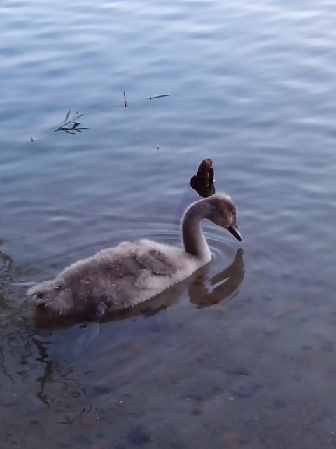 Image for Kreidebergsee 2014-73 Junger Schwan