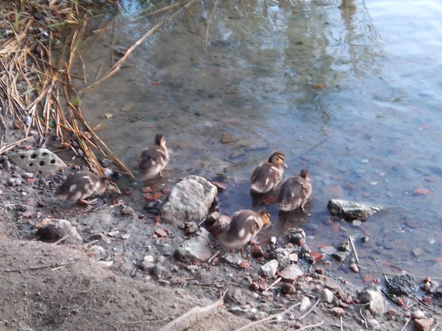 Image for Kreidebergsee 2014-77 Junge Enten