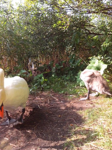 Image for Kreidebergsee 2014-93 Schwäne