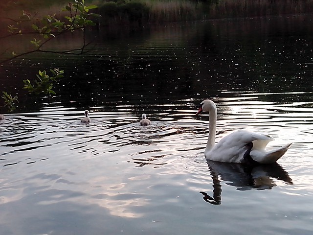 Image for Kreidebergsee 2014-09 Schwäne