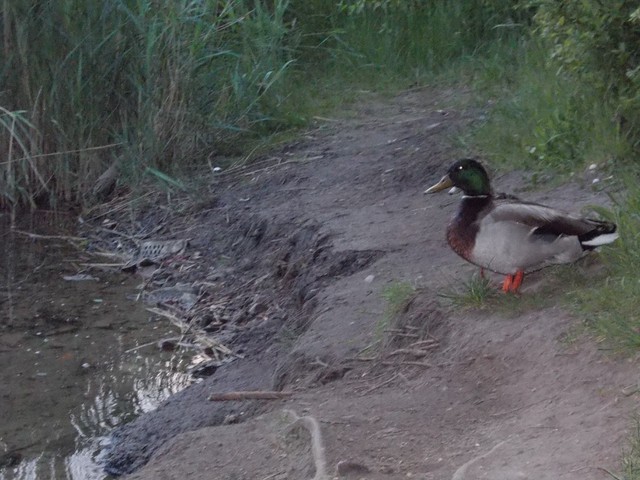 Image for Kreidebergsee 2014-15 Enten